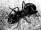 [Ant]