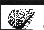 [Sea Shell]