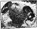 [Scarabs]