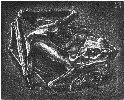[Mummified Frog]